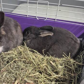 Captain -  Bunny Rabbit Rabbit for Adoption in Saint Marys, Pennsylvania - Captain | PetCurious