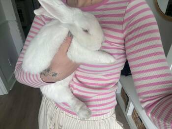 Honey -  New Zealand Rabbit for Adoption in Bishopville, South Carolina - Honey | PetCurious