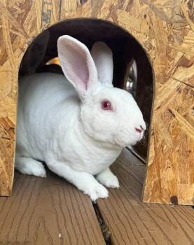 Rescue Rex Rabbits for Adoption in Columbia, Maryland - Nigel | PetCurious