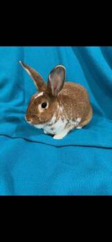 New Zealand Rabbits Available for Adoption in Saint Charles, Missouri - Missy | PetCurious
