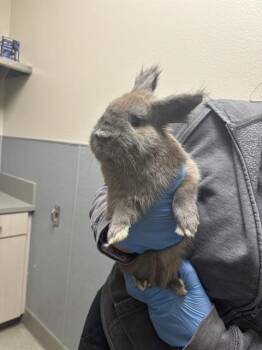 Bunny Rabbit Rabbits Available for Adoption in Las Vegas, Nevada - OSITO | PetCurious