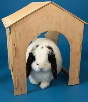 Rescue Mini Lop and Lop Eared Rabbits for Adoption in Dallas, Pennsylvania - Pumba | PetCurious