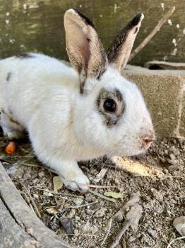 Rescue Bunny Rabbit Rabbits for Adoption in Matthews, Indiana - Jack | PetCurious