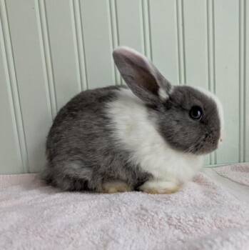 Turnip -  Dutch and Netherland Dwarf Rabbit for Adoption in Kalamazoo, Michigan - Turnip | PetCurious