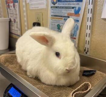 BLUEBERRY -  Bunny Rabbit Rabbit for Adoption in Fort Myers, Florida - BLUEBERRY | PetCurious