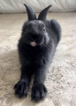 BILLIE -  Bunny Rabbit Rabbit for Adoption in Las Vegas, Nevada - BILLIE | PetCurious