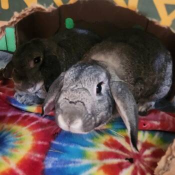 Willie & Nillie -  Lop Eared Rabbit for Adoption in Gig Harbor, Washington - Willie & Nillie | PetCurious