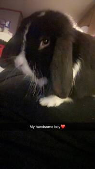 Mini Lop Rabbits Available for Adoption in Westerville, Ohio - Giuseppe | PetCurious