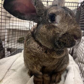Leon -  Rex Rabbit for Adoption in Chicago, Illinois - Leon | PetCurious