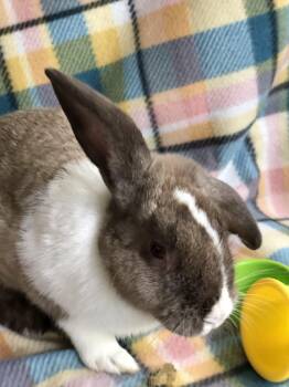 Tiki Maxx -  Dutch and Lop Eared Rabbit for Adoption in San Antonio, Texas - Tiki Maxx | PetCurious