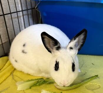 Rescue American Rabbits for Adoption in Pomona, New York - Bandit | PetCurious