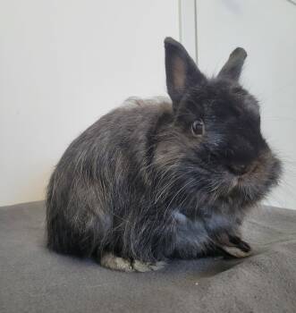 Darwin -  Lionhead Rabbit for Adoption in Delson, Quebec - Darwin | PetCurious