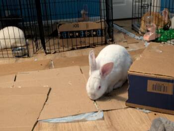 Florida White Rabbits Available for Adoption in Wekiwa Springs, Florida - Blizzard | PetCurious