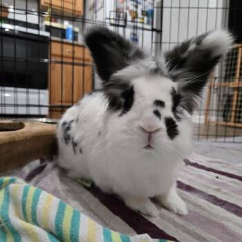 Tinsi -  Lionhead Rabbit for Adoption in Philadelphia, Pennsylvania - Tinsi | PetCurious