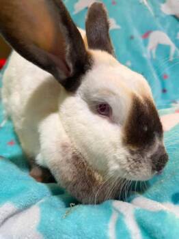 Glory -  Californian Rabbit for Adoption in Saint Charles, Missouri - Glory | PetCurious