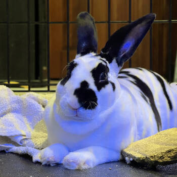 Rescue Rex Rabbits for Adoption in Houston, Texas - Bun B | PetCurious