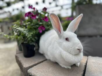 Bunny Rabbit Rabbits Available for Adoption in Westbrook, Maine - Betty | PetCurious