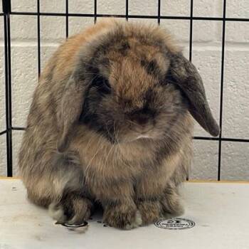 Mini Lop Rabbits Available for Adoption in Wheaton, Illinois - Bueller | PetCurious