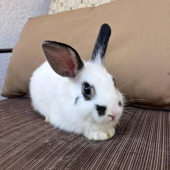 Rescue Hotot Rabbits for Adoption in Los Angeles, California - Happy | PetCurious