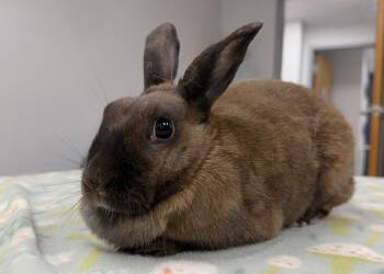 Pixie -  Bunny Rabbit Rabbit for Adoption in Westford, Massachusetts - Pixie | PetCurious