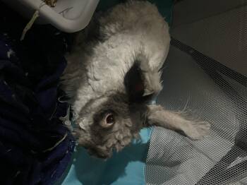 Rescue Angora Rabbit Rabbits for Adoption in Huntsville, Alabama - Bennett | PetCurious