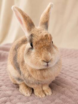 Emma Lee -  Harlequin Rabbit for Adoption in Columbia, Maryland - Emma Lee | PetCurious