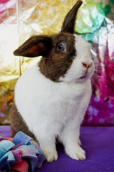 Dutch and Lop Eared Rabbits Available for Adoption in Long Beach, California - Katniss | PetCurious