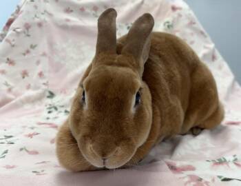 Susie -  Rex Rabbit for Adoption in Westford, Massachusetts - Susie | PetCurious