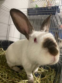 Rescue Californian Rabbits for Adoption in Fall River, Massachusetts - Key Lime Pie | PetCurious