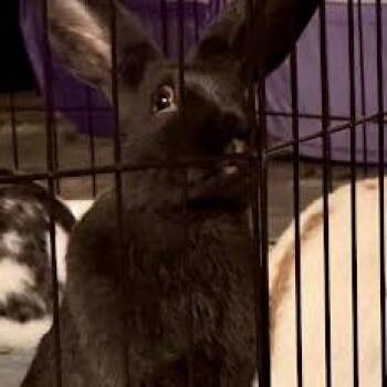 Jett (bonded with David) -  Bunny Rabbit and Rex Rabbit for Adoption in Madison, Wisconsin - Jett (bonded With David) | PetCurious