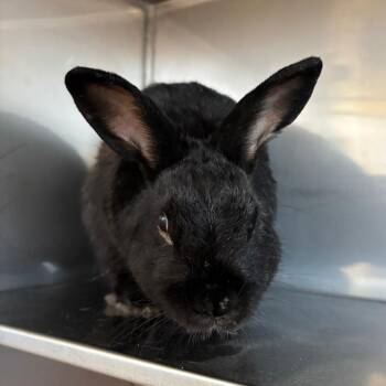 Chococat -  Bunny Rabbit Rabbit for Adoption in Richmond, California - Chococat | PetCurious