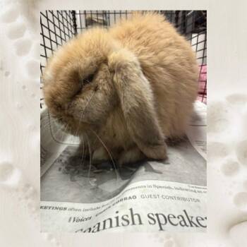 Capitan Crunch -  Holland Lop and Harlequin Rabbit for Adoption in Los Angeles, California - Capitan Crunch | PetCurious