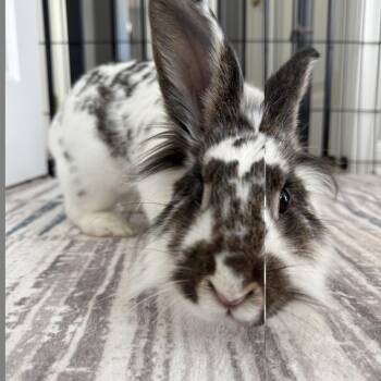 Newspaper -  Lionhead Rabbit for Adoption in Philadelphia, Pennsylvania - Newspaper | PetCurious