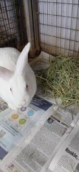 Peter Cottontail -  Bunny Rabbit Rabbit for Adoption in Largo, Florida - Peter Cottontail | PetCurious