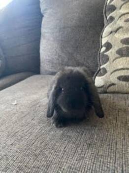 Reshi -  Holland Lop Rabbit for Adoption in Santa Cruz, California - Reshi | PetCurious