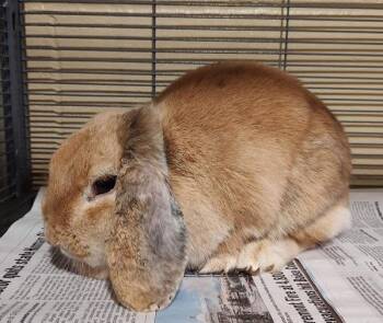 Junebug -  Holland Lop Rabbit for Adoption in Vancouver, Washington - Junebug | PetCurious