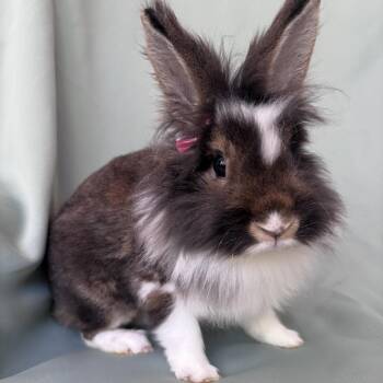 Emmaline -  Lionhead Rabbit for Adoption in Columbia, Maryland - Emmaline | PetCurious