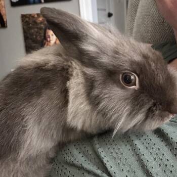Rescue Lionhead Rabbits for Adoption in Huntsville, Alabama - Lena | PetCurious