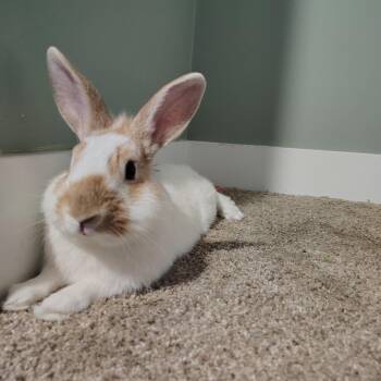Sprout -  Lionhead Rabbit for Adoption in Grand Rapids, Michigan - Sprout | PetCurious