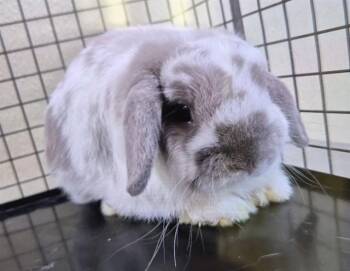 TED -  Bunny Rabbit Rabbit for Adoption in Fort Myers, Florida - TED | PetCurious