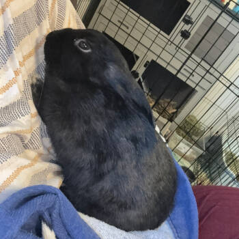 Rescue Netherland Dwarf Rabbits for Adoption in The Woodlands, Texas - Ben | PetCurious