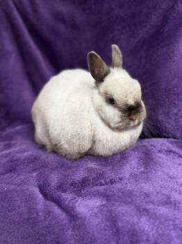 Rescue Netherland Dwarf Rabbits for Adoption in Edinburg, Pennsylvania - Swift: Video!! | PetCurious