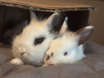 Apollo and Aphrodite -  Lionhead and Hotot Rabbit Available for Adoption in Jefferson, Louisiana - Apollo And Aphrodite | PetCurious