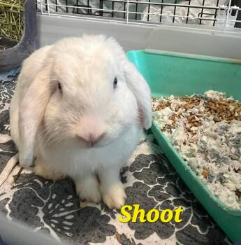 Shoot -  Mini Lop Rabbit for Adoption in Pottsville, Pennsylvania - Shoot | PetCurious
