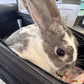 Judy -  Dutch Rabbit Available for Adoption in Clearwater, Florida - Judy | PetCurious
