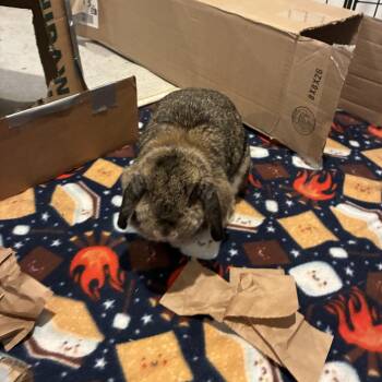 Darci -  Holland Lop Rabbit for Adoption in Brighton, Colorado - Darci | PetCurious