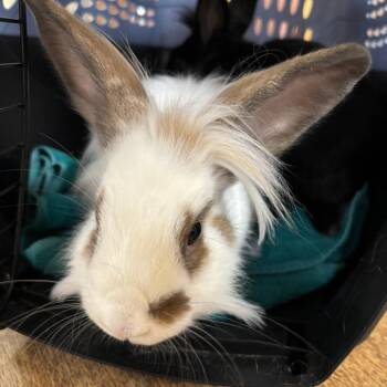 Sand -  Lionhead Rabbit for Adoption in Richmond, California - Sand | PetCurious
