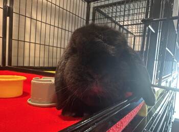 Mini Lop Rabbits Available for Adoption in Philadelphia, Pennsylvania - Eeyore | PetCurious