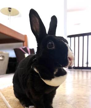 Lychee -  Dutch and Rex Rabbit for Adoption in Wekiwa Springs, Florida - Lychee | PetCurious