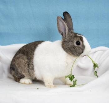 Nik Naks -  Dutch Rabbit for Adoption in Chicago, Illinois - Nik Naks | PetCurious